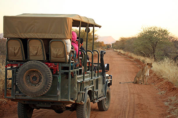 Tourists on Safari Jeep Watching Lion in Namibia Africa stock photo