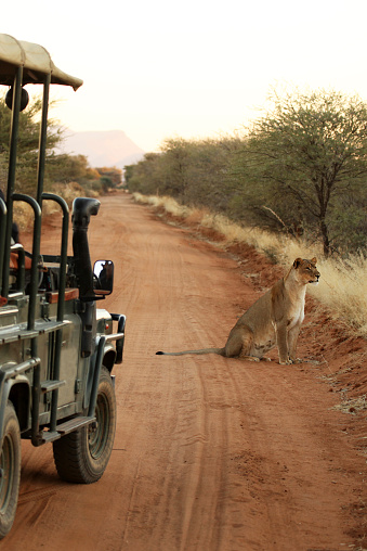Partial view of an open safari vehicle with tourists watching a lioness on an early morning safari drive in Erindi in Namibia. Lioness is sitting just few feet away from the jeep, on a red sand road, and is watching something attentively in the African savannah.