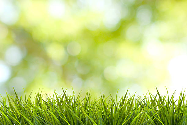 istock Grass and green nature blurred background 539259883