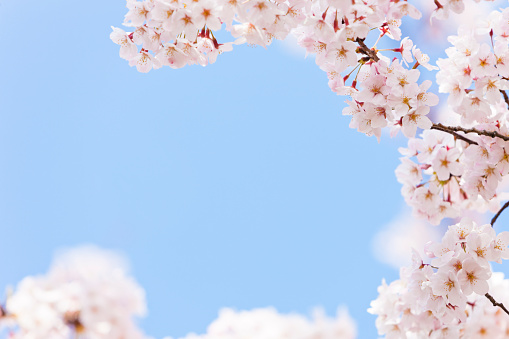 cherry blossoms against clear blue sky.