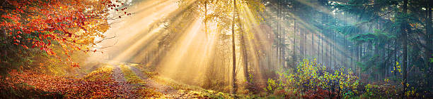 große 60 mpix herbst wald-panorama am morgen sonne strahlen - tree sun autumn sunlight stock-fotos und bilder