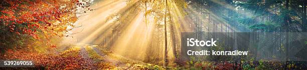Large 60 Mpix Autumn Forest Panorama Morning Sun Rays Stock Photo - Download Image Now