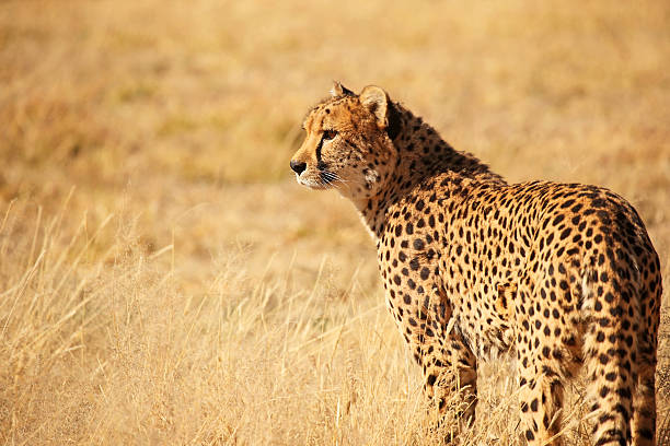 istock Cheetah Camouflage in African Savannah 539269461
