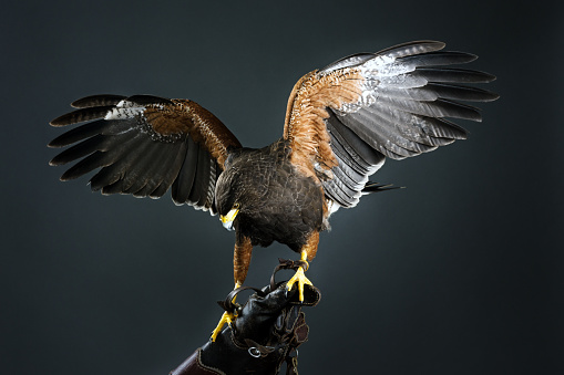 Harris hawk landing in a prey glove. Also known as Harris Eagle.