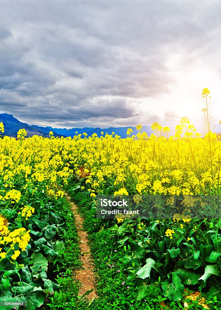 Canola flowers 2015 Stock Photo