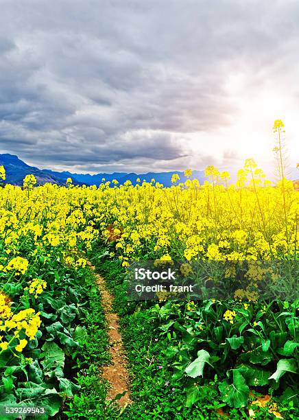 Canola Flowers Stock Photo - Download Image Now - 2015, Agricultural Field, Beauty In Nature