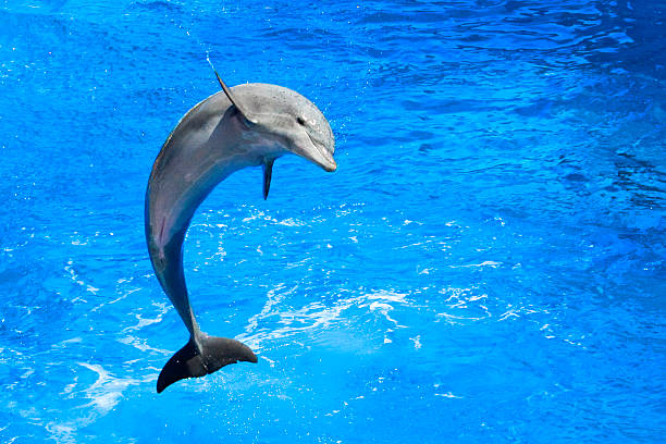 dolphin - delfín fotografías e imágenes de stock
