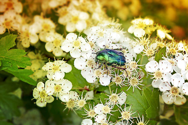 vert coléoptère insecte sur blanc fleurs de printemps - scarab��e photos et images de collection