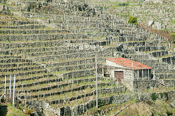 ribeira sacra azienda vinicola in terrazza, invernale. - fernando lugo foto e immagini stock