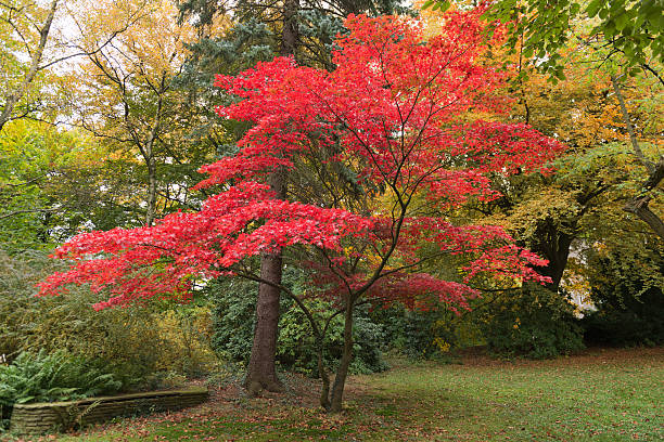 istock Japanese maple [Acer palmatum] 539272909