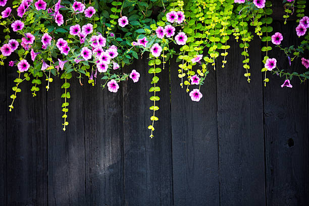 Petunia 花の木製のフェンスの上に成長