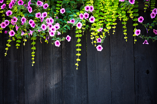 Pink clematis montana on a wooden fence, floral background, spring concept, copy space.