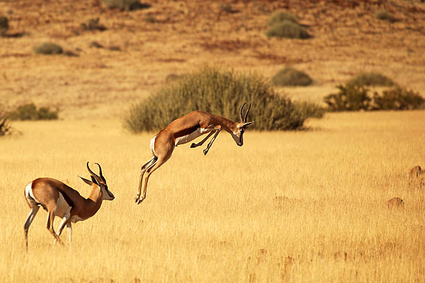 Springbok Running and Jumping - on Safari in Africa Springbok in action. Namibia, Africa. antelope photos stock pictures, royalty-free photos & images