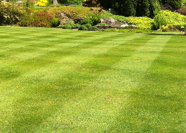 Image of garden lawn stripes, green grass turf, weed-and-feed fertiliser stock photo
