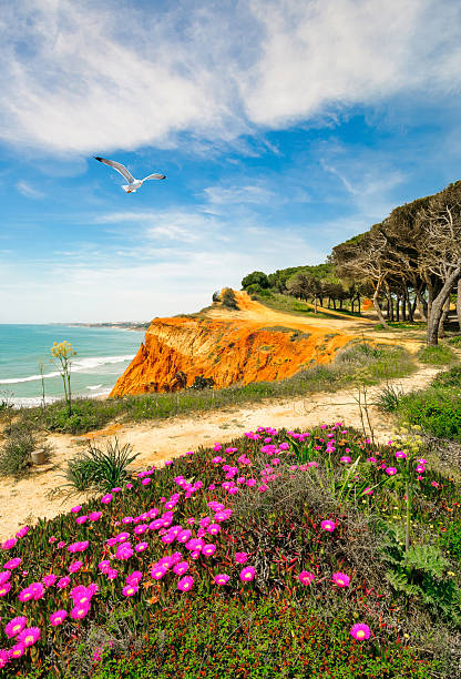 sul portugal, litoral perto de albufeira - sea fig imagens e fotografias de stock