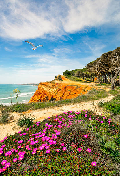 южный португалия, поб�ережье возле албуфейра - sea fig стоковые фото и изображения