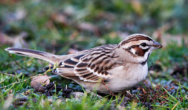 istock Macro Profile of Lark Sparrow Facing Right 539282159