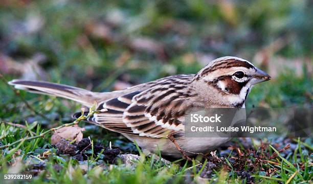 Macro Profile Of Lark Sparrow Facing Right Stock Photo - Download Image Now - 2015, Animal, Animal Migration