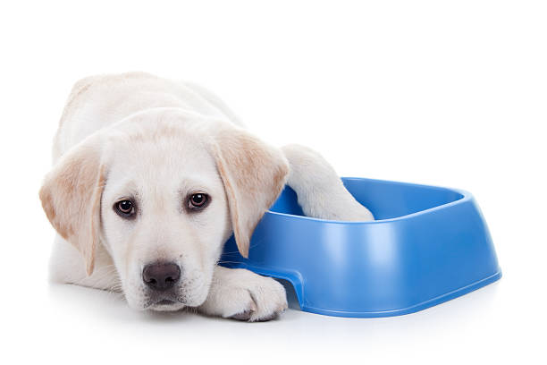 Hungry Dog Hungry dog with bowl. Hunger and nutrition. begging social issue photos stock pictures, royalty-free photos & images