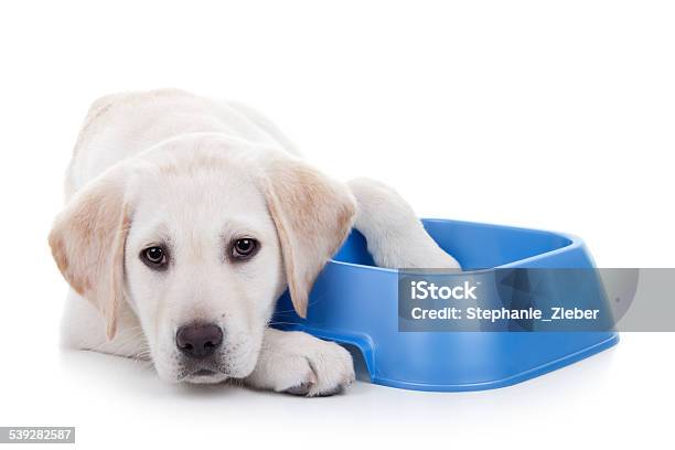 Hungry Dog Stock Photo - Download Image Now - Dog, Bowl, Cut Out