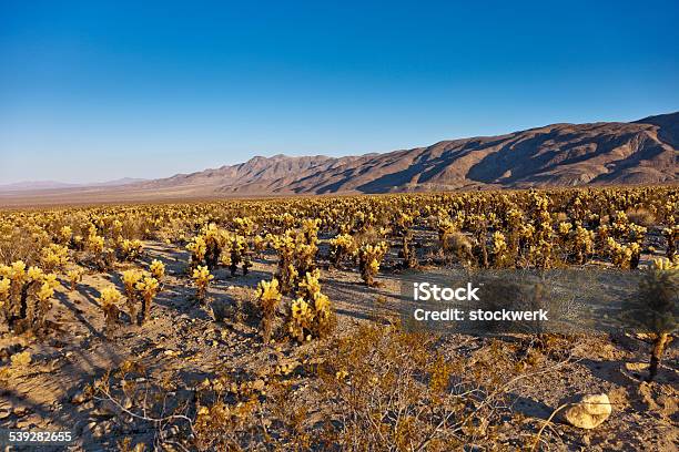 Field Of Cacti In Joshua Tree National Park Stock Photo - Download Image Now - 2015, Agricultural Field, Blue
