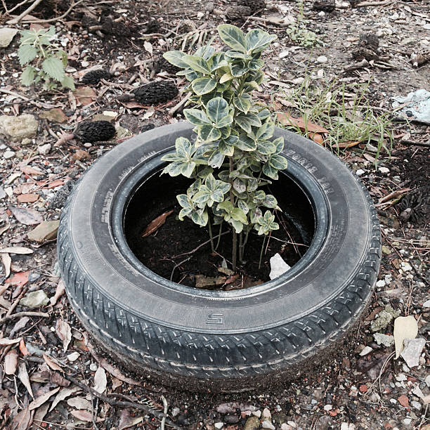 istock Reduce reuse recycle: old car tyre as a plant pot 539291695