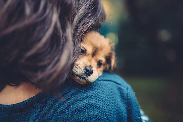 Teenager girl holding a cute puppy stock photo