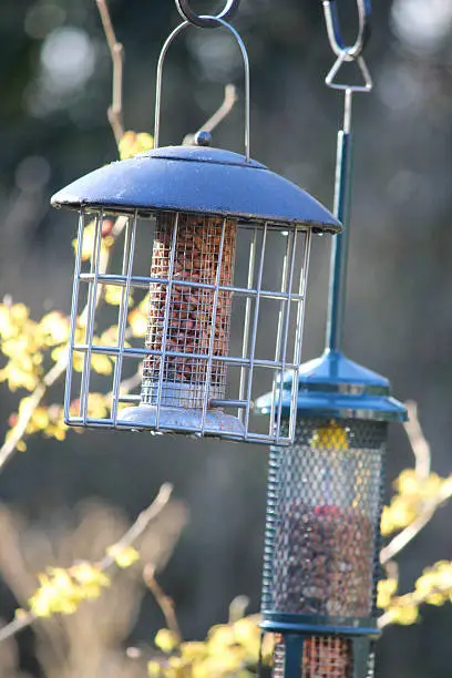 Photo showing some wire mesh and squirrel-proof cage feeders hanging in a garden, ready to attract wild birds.  The feeders are stocked with peanuts, seeds and fat balls, being part of a large feeding station where birds eat all through the year, particularly during the cold winter months.