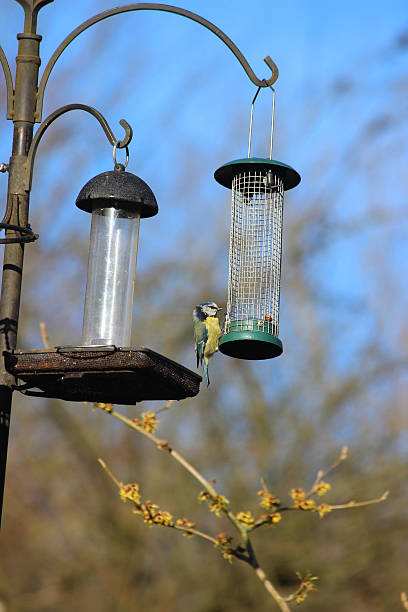 istock Image of empty nut / seed feeders for wild birds, back-garden 539292197