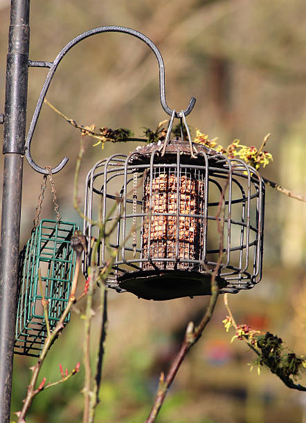 istock Image of squirrel-proof, wild bird cage feeders filled with peanuts 539292199