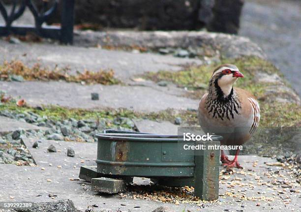 Image Of Wild Redlegged Partridge Eating Seed Grain Metal Dish Stock Photo - Download Image Now