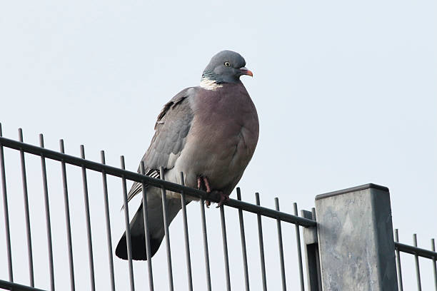 istock Proper wild wood pigeon sitting on a fence 539293705