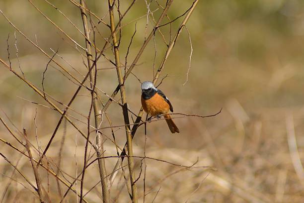 istock Phoenicurus auroreus Pallas 539294549