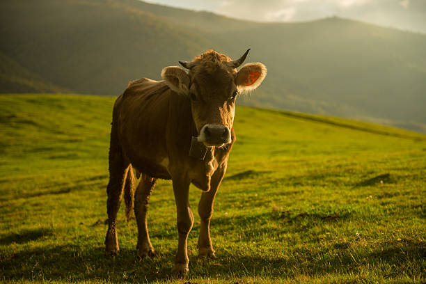 istock Cows in the mountains at Sunset 539295133
