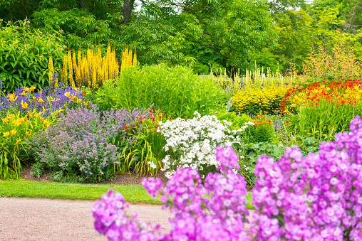 Lush Garden in Swedish summer