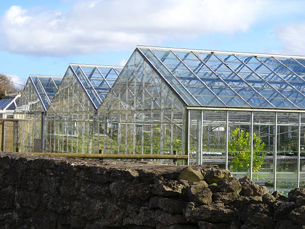 bild von kommerziellen gewächshaus/glasshouses mit aluminium frames, wachsenden pflanzen - aluminum glass house window stock-fotos und bilder