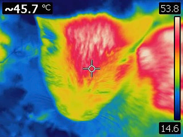 istock infra red thermal image of a cat 539306075