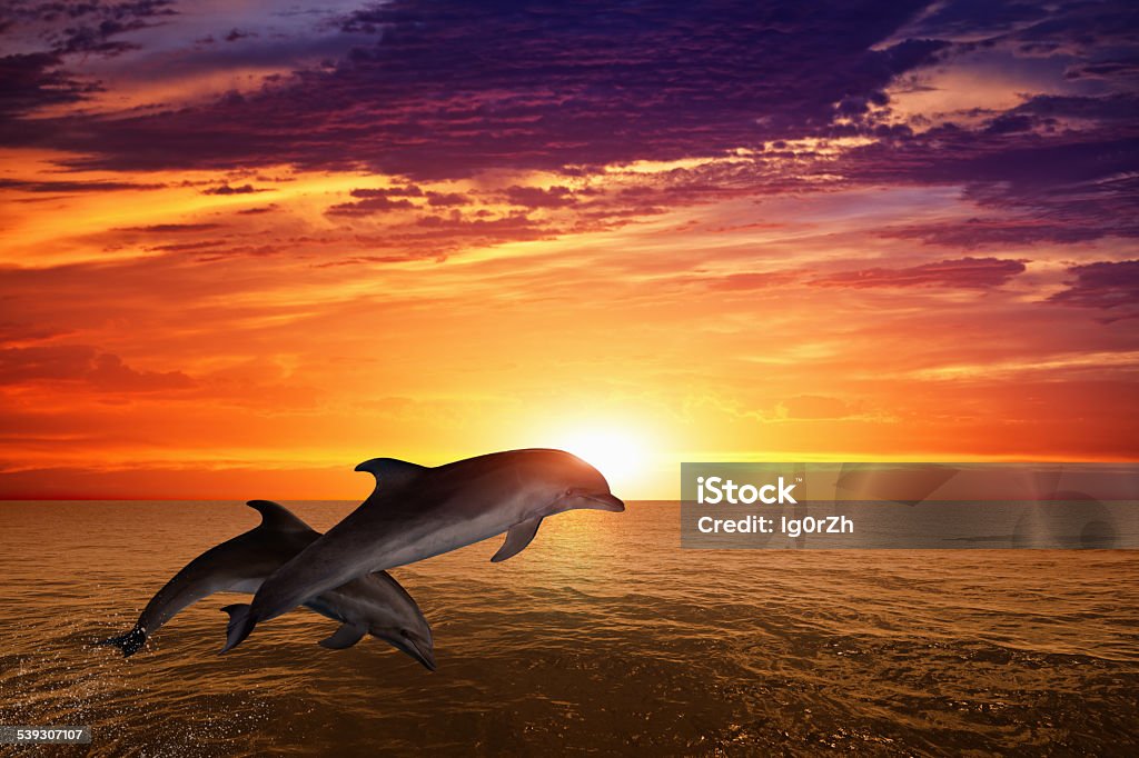 Jumping dolphins Marine life background - jumping dolphins, beautiful red sunset on sea Dolphin Stock Photo