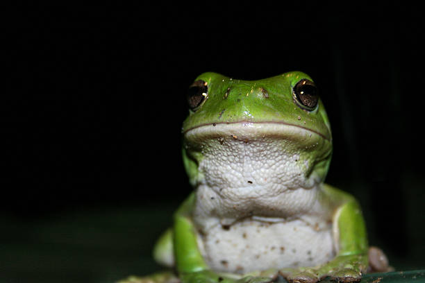 緑のカエル - green treefrog frog common frog tree frog ストックフォトと画像