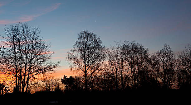 istock Silhuette of Trees in the Sunset - Denmark 539307677