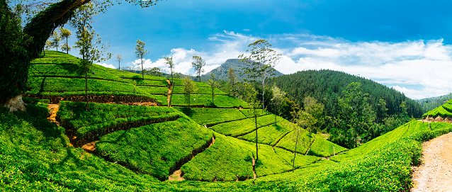 Tea plantations in Nuwara Eliya, Sri Lanka. High resolution panorama, taken with Canon 5D mk III