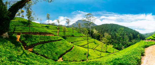 Tea plantations in Nuwara Eliya, Sri Lanka Tea plantations in Nuwara Eliya, Sri Lanka. High resolution panorama, taken with Canon 5D mk III nuwara eliya stock pictures, royalty-free photos & images