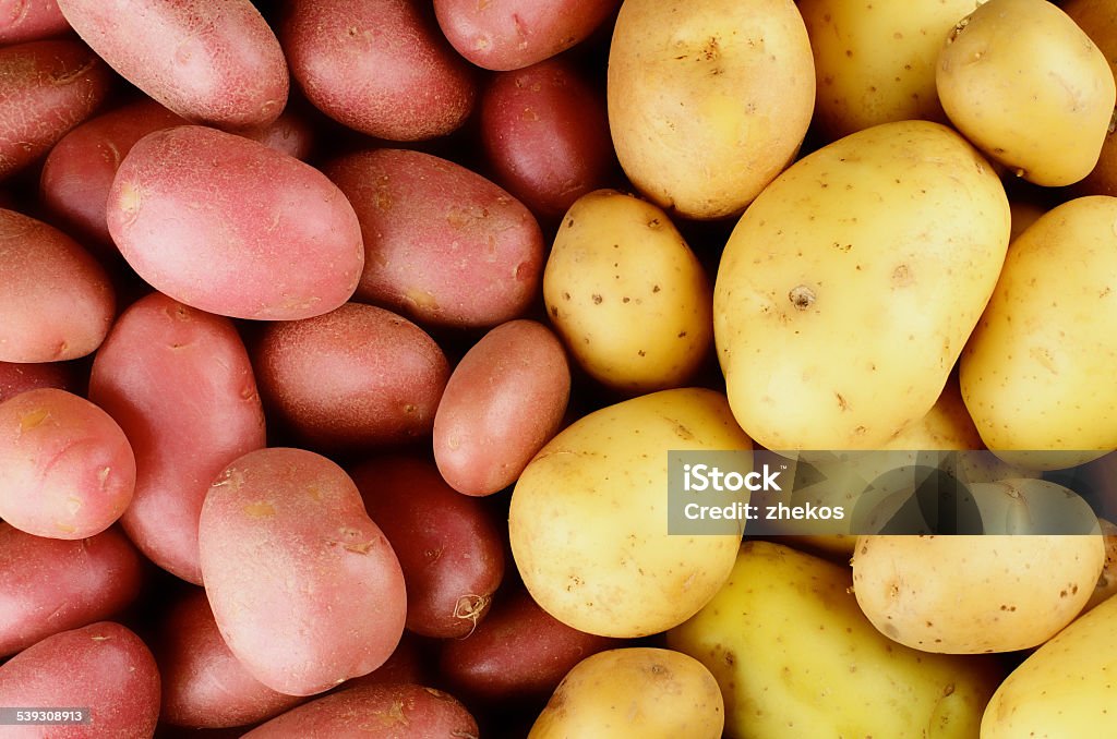 Raw Potatoes Background Background of Ripe Raw Red and Yellow Potatoes Full Body Red Potato Stock Photo