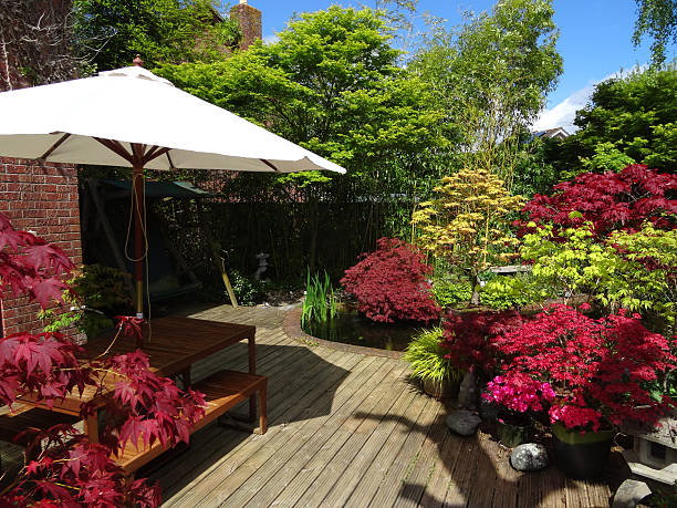 istock Image of timber decking in back garden, maples, azaleas, table-with-parasol 539309133