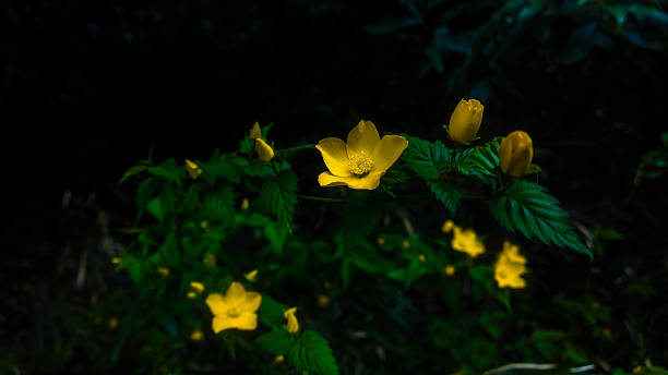 istock Yelllow Flowers on the Black Background 539309319