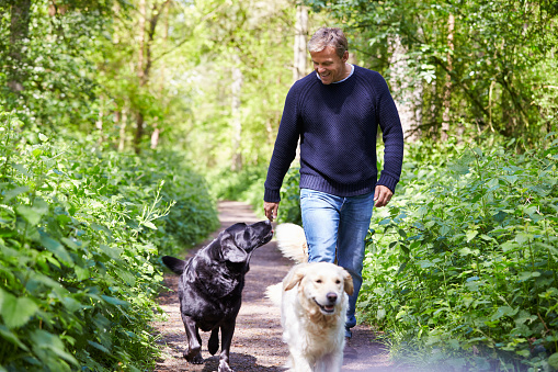 Man Exercising Dogs On Countryside Walk