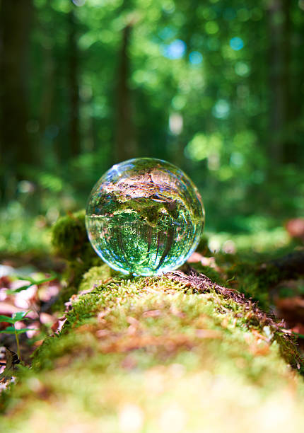 istock Crystal Ball In The Forest 539326319
