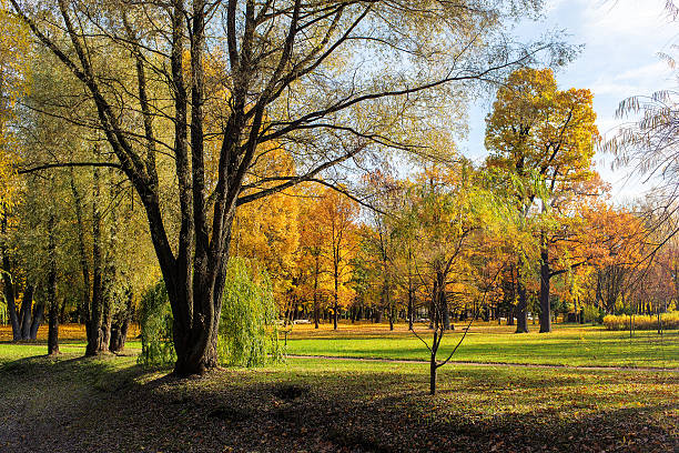 istock sunny landscape in autumn park 539326538