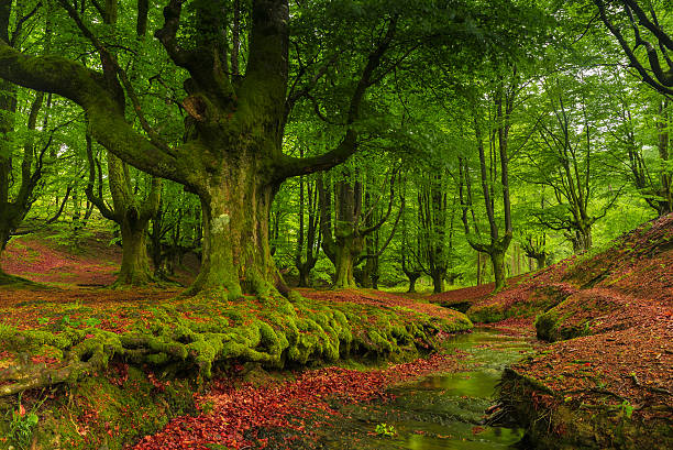 hêtre solitaire forêt de printemps vert feuilles. otzarreta, pays basque, espagne - beech leaf tree green leaf photos et images de collection