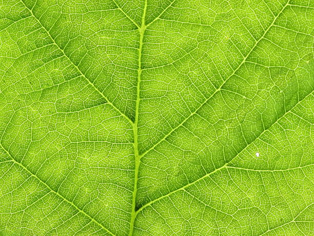 istock Green leaves close-up 539326912